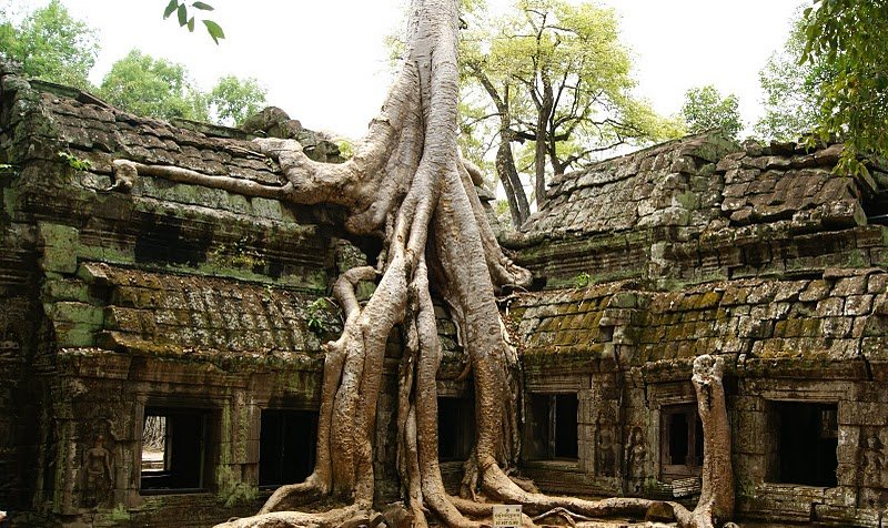 a-temple-eating-tree-at-ta-prohm-cambodia.jpg