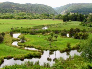Wetlands below Ashhurst Domain, on a site that was once the course of the Pohangina River