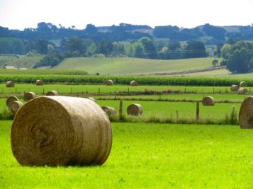 Hay bales (rolls?) if fields just south of Shannon, Horowhenua. Photo: C. Knight